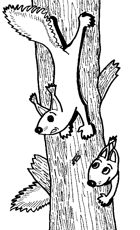 squirrels