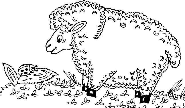 sheep