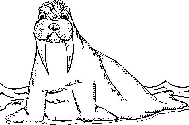 walrus