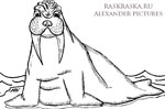 walrus outline image for print