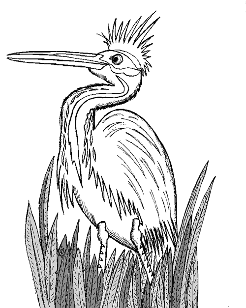 Reddish egret
