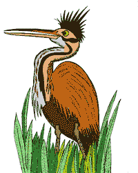 Reddish egret