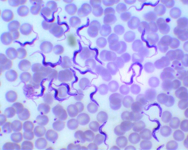 Trypanosoma rhodesiense Трипаносома родезийская возбудитель сонной болезни