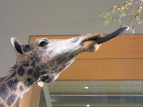 Giraffe's tongue's are blue and can extend  more than 40cm long