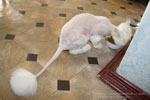 модная стрижка у персидской кошки