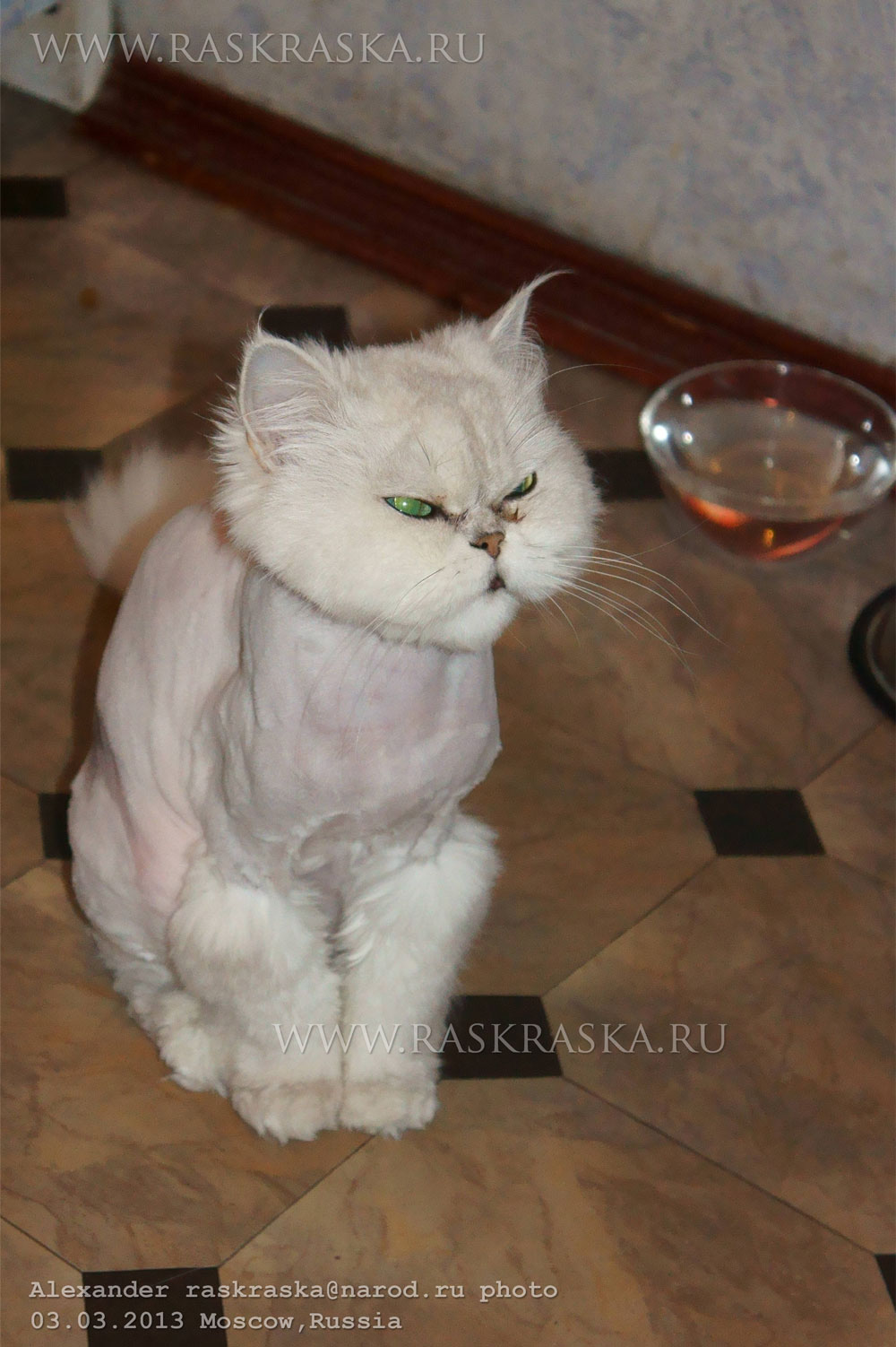 стрижка белой персидской кошки