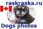 miniature schnauzer from Canada