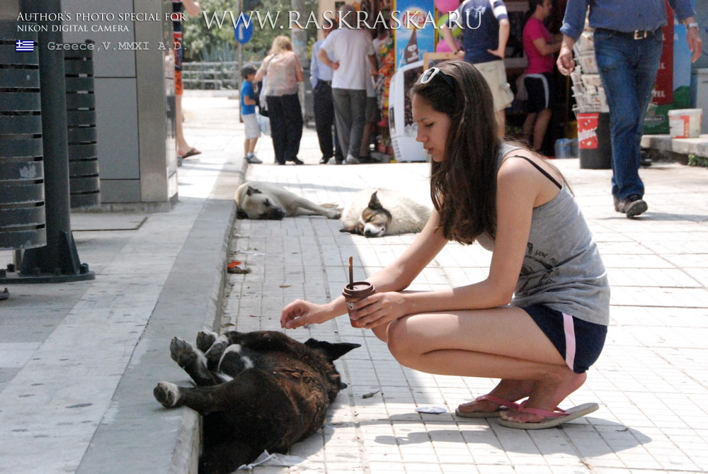 street dogs photo in greece