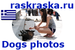 Street dogs in Greece