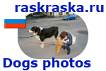 Dogs photos