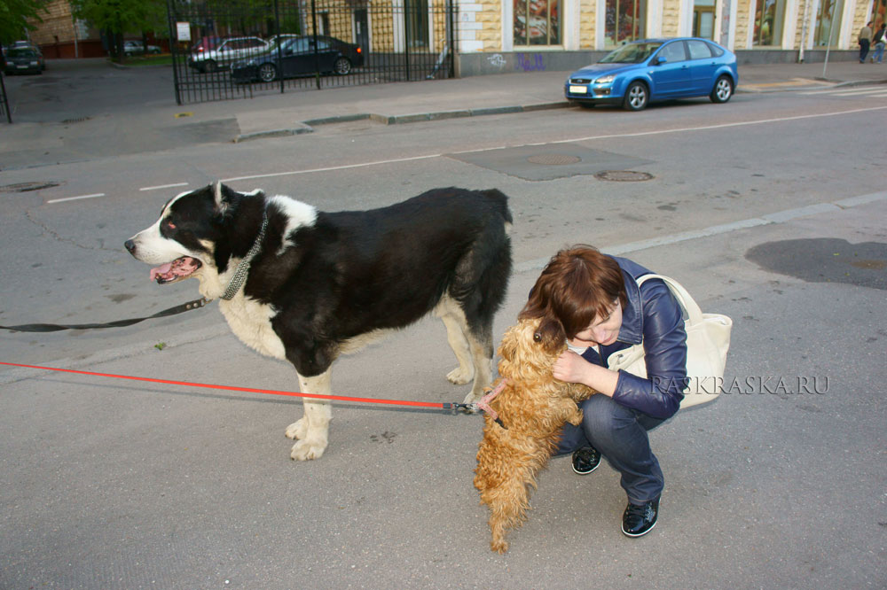 dogs photos in Raskraska