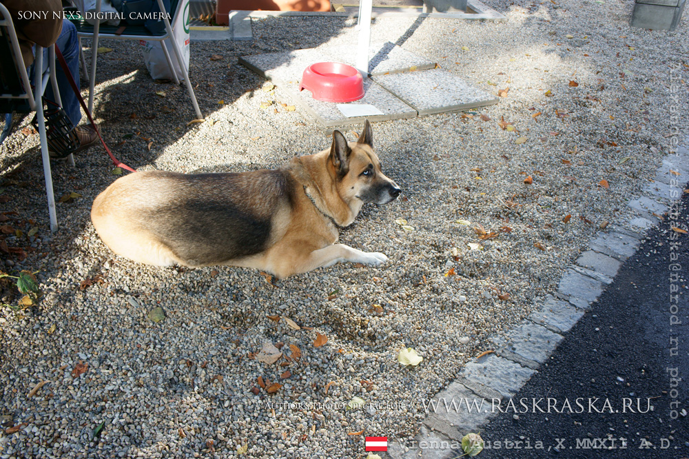 German Shepherd in Vienna's outdoor cafe