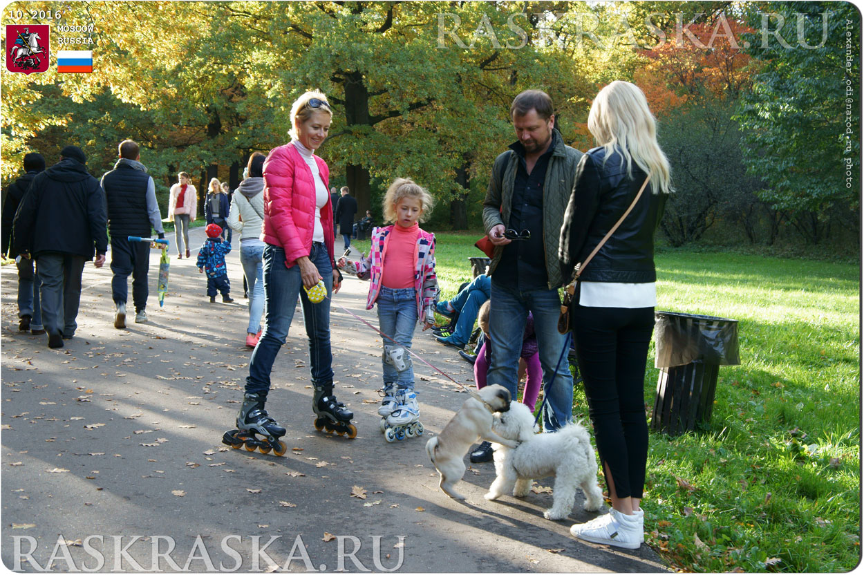 Pug and bichon from Moscow