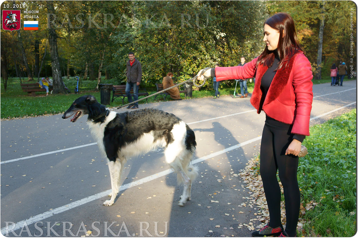 Russian Wolfhound