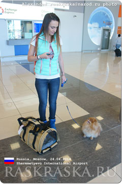 orange and white pomeranian