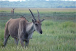 Tragelaphus oryx