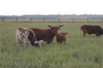 Ankole Longhorn from Ascania Nova