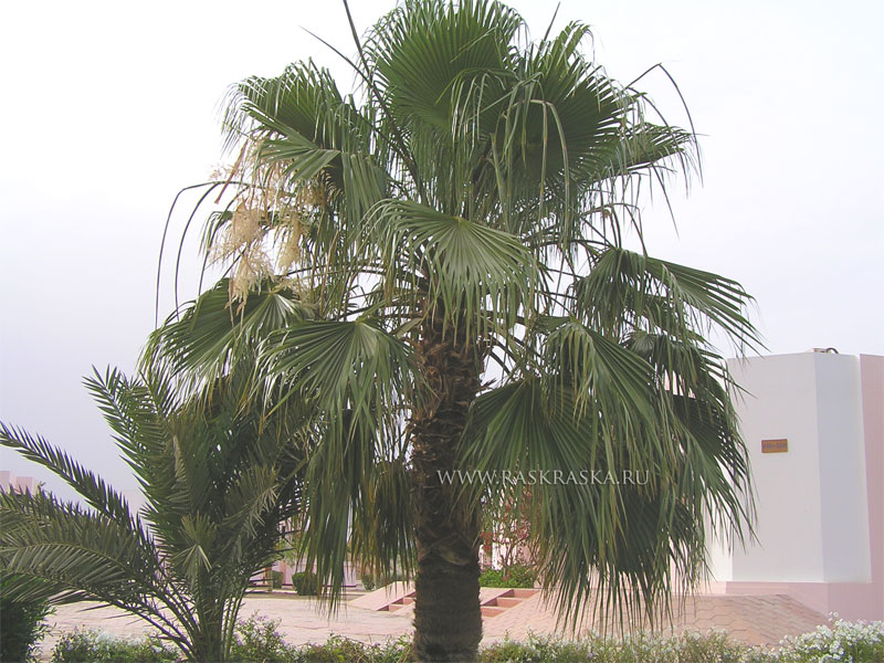 palm in Egypt