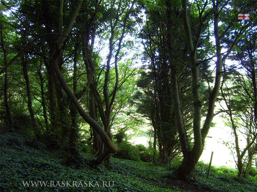 деревья в Англии фото trees England the best photo