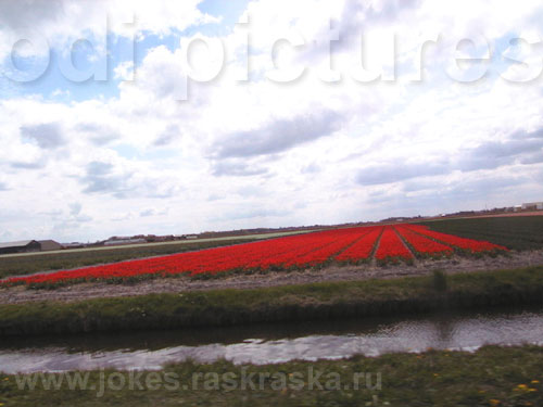 тюльпаны / tulips