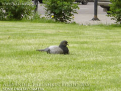 московский голубь сидит на газоне