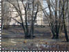 дикие гуси в парке Москвы
