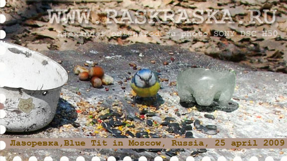 птицы Москвы лазоревка