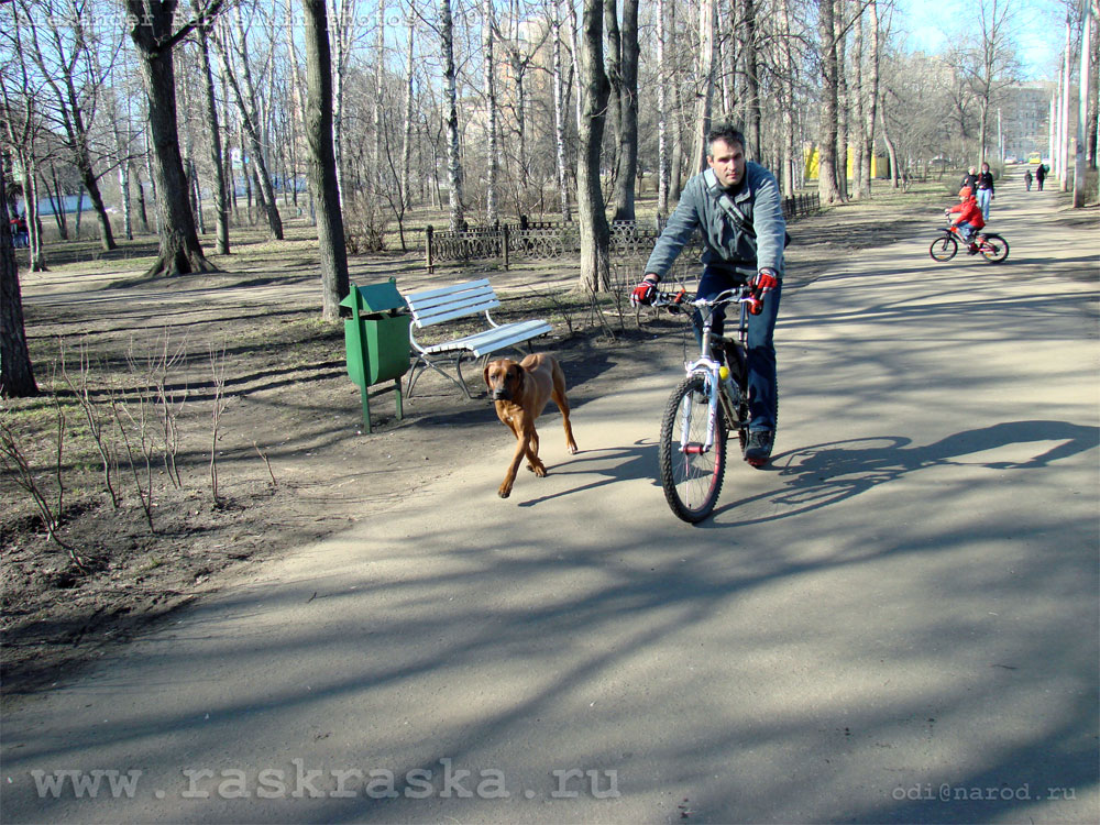 фото велосипедист с собакой