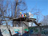 to climb a tree