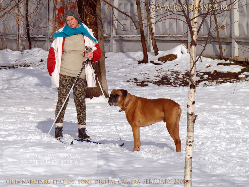 Boxer with a skier mistress in the snow