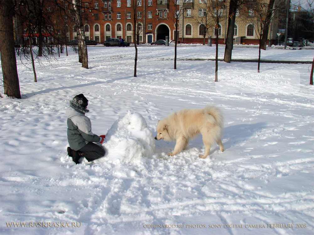 лепим снеговика, девочка и собака