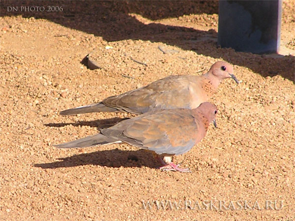 египетские голуби в Хургаде