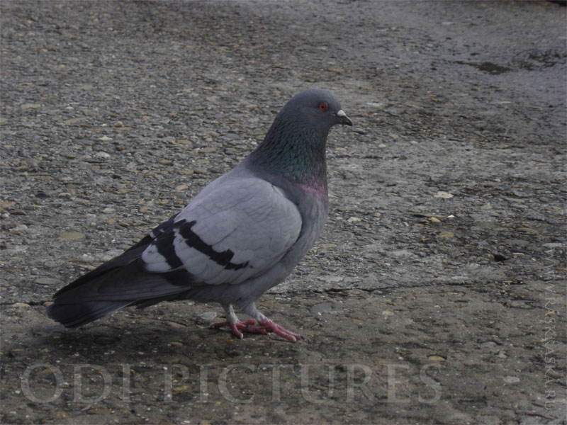 dove in Sochi