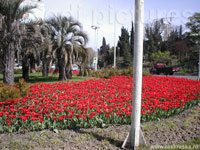 flowerbed about hotel 