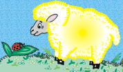 sheep