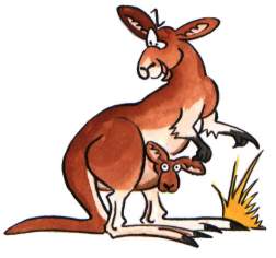 Кенгуру раскраска Kangaroo