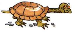 tortoise outline picture