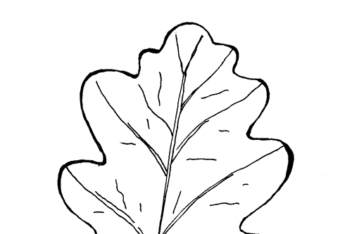 oak leaf