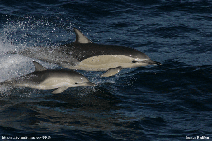 Delphinus delphis photo