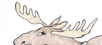 elk